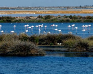 parque natural de doñana