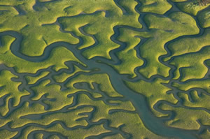 Parque Nacional de Doñana y sus efectos