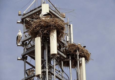 Límites a instalación de antenas de telefonía móvil en suelo rústico